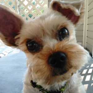 Meet your Posher, Nikki